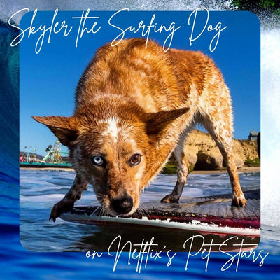 Skyler the Surfing Dog on Netflix's Pet Stars