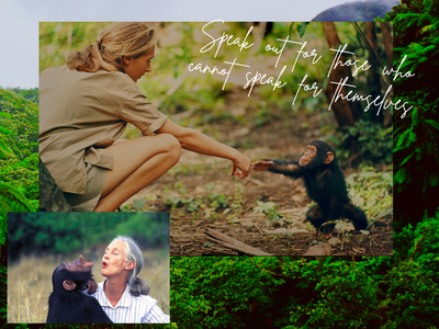 MERGE4 Partners with the Jane Goodall Institute
