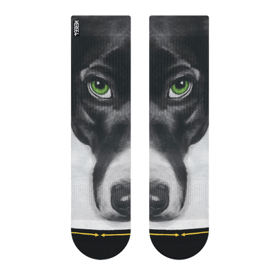 dog, dual canvas, green eyes, black and white, wet nose, canine, 